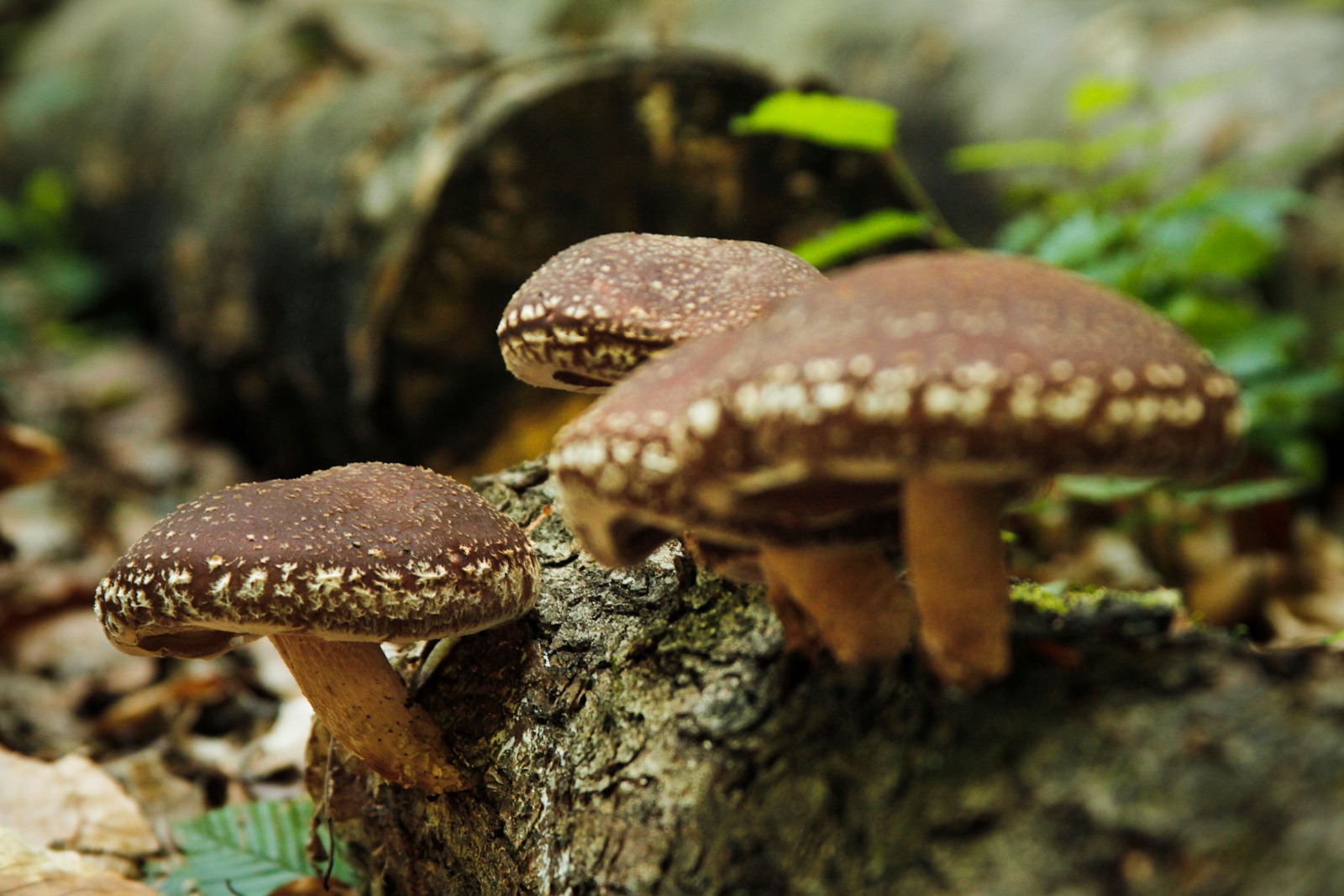 Oferim spre vanzare ciuperci uscate Shiitake bio, Rovina (Bucureșci) - Hunedoara - imagine 1 - popic.ro