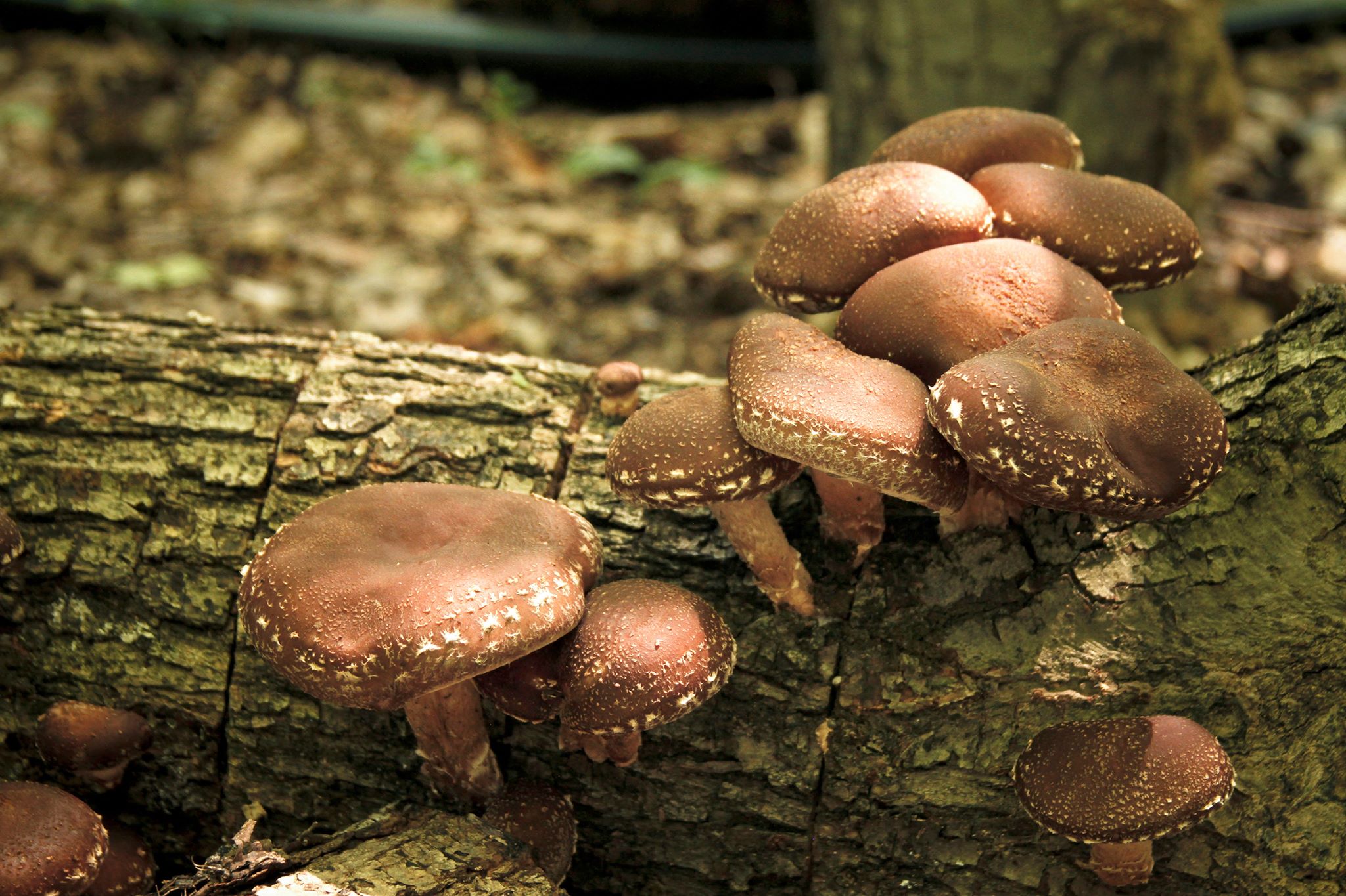Oferim spre vanzare ciuperci uscate Shiitake bio, Rovina (Bucureșci) - Hunedoara - imagine 2 - popic.ro