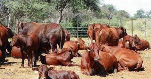 Vițe Bonsmara de vânzare, Sector 2 - Bucuresti - imagine 2 - popic.ro