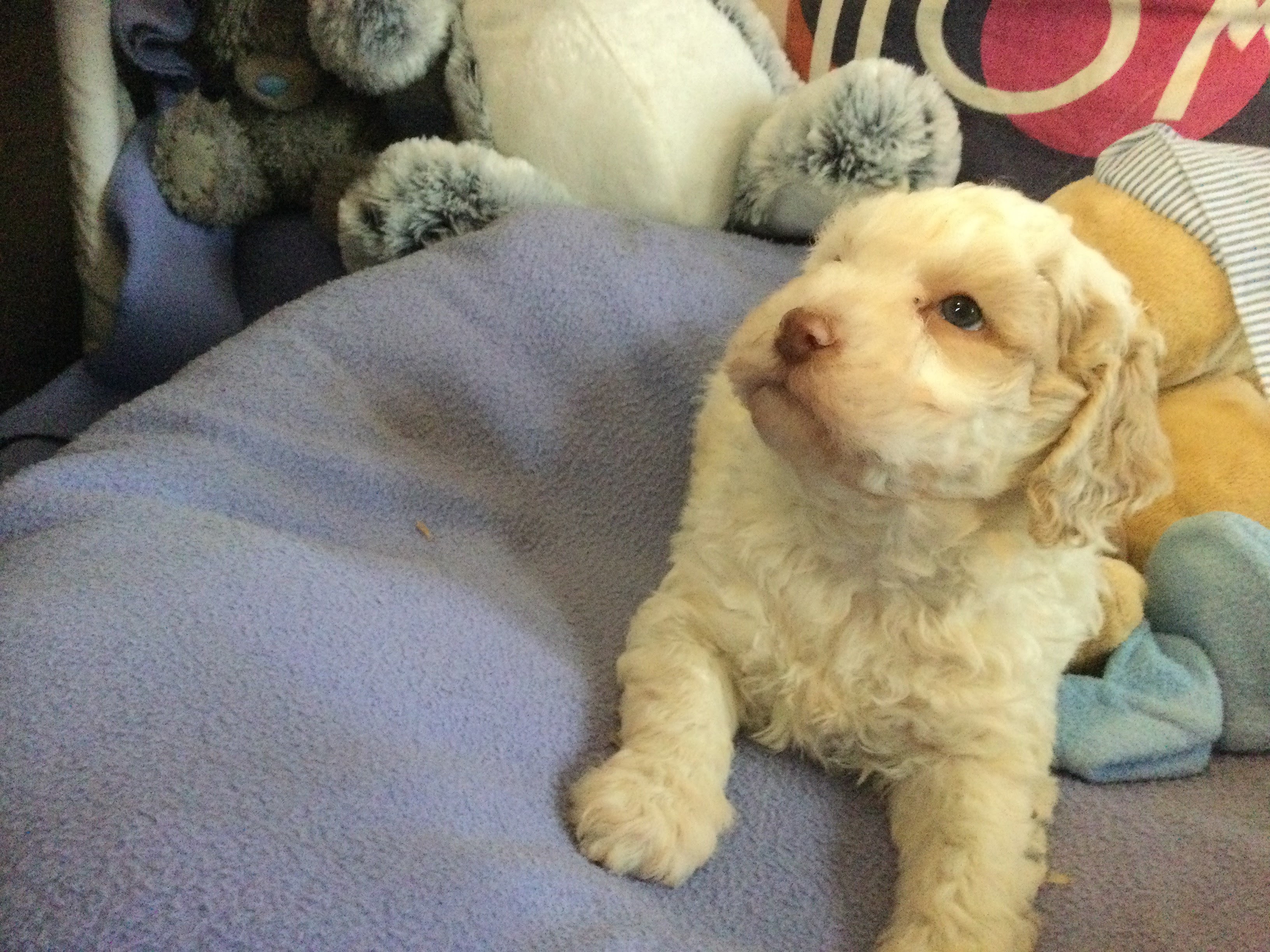 Vand catei lagotto, Bacău - Bacau - imagine 1 - popic.ro
