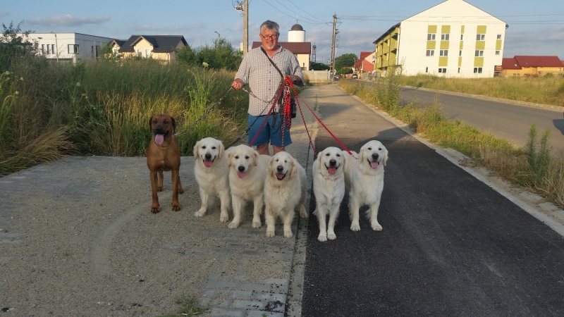 Dresaj canin la domiciliul clientului Timisoara, Timișoara - Timis - imagine 2 - popic.ro
