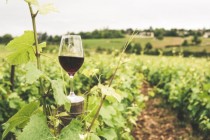 Vin rose de țară, 7 lei litru., Bacău - Bacau