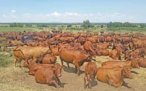 Vițe Bonsmara de vânzare, Sector 2 - Bucuresti