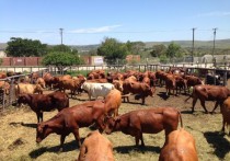 Vițe Bonsmara de vânzare, Sector 2 - Bucuresti