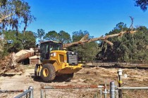 Servicii defrisare, toaletare si curatare, Mogoșoaia - Ilfov