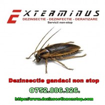 Dezinsectie-dezinfectie-deratizare non stop, Voluntari - Ilfov