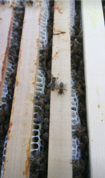 Vand/lichidez stupină, Ciupercenii Noi - Dolj