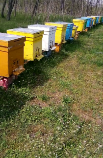 Vand/lichidez stupină, Ciupercenii Noi - Dolj
