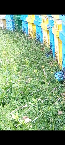 Vand/lichidez stupină, Ciupercenii Noi - Dolj