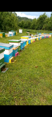 Vand/lichidez stupină, Ciupercenii Noi - Dolj